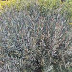 Ива purpurea Nana — Квітковий стиль, Харків