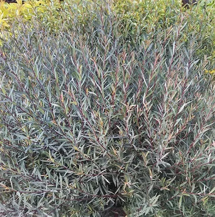Ива purpurea Nana