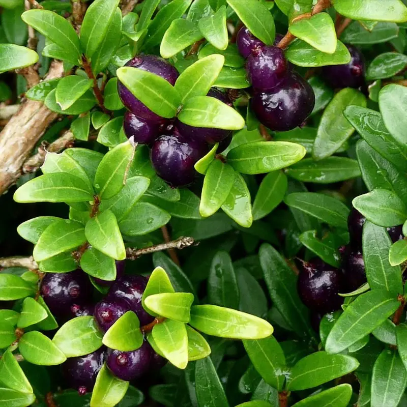 Жимолість шапкова (лат. Lonicera pileata)